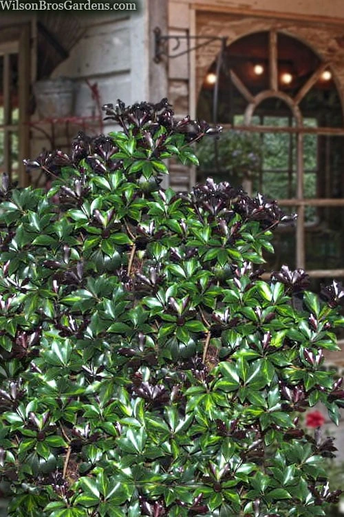 Purple Glaze Star Japanese Anise (Illicium anisatum 'Muraski No Sato') - 3 Gallon Pot