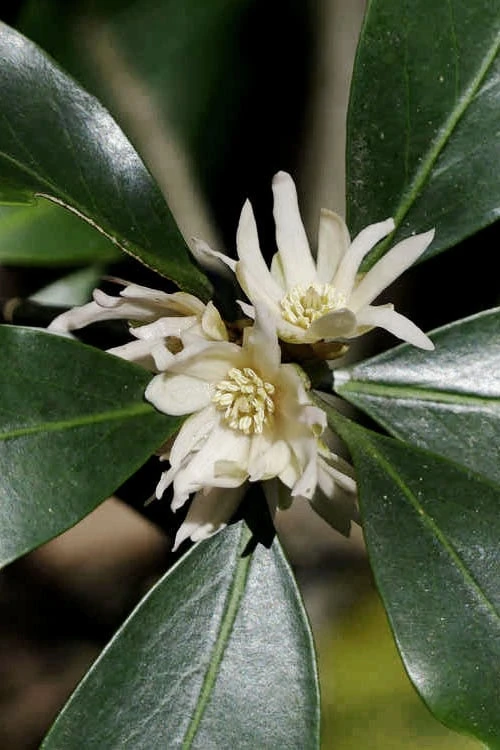 Purple Glaze Star Japanese Anise (Illicium anisatum 'Muraski No Sato') - 3 Gallon Pot