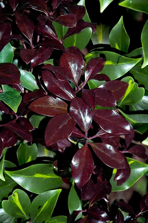 Purple Glaze Star Japanese Anise (Illicium anisatum 'Muraski No Sato') - 3 Gallon Pot
