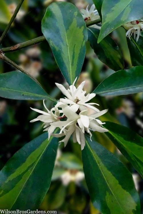 Purple Glaze Star Japanese Anise (Illicium anisatum 'Muraski No Sato') - 3 Gallon Pot