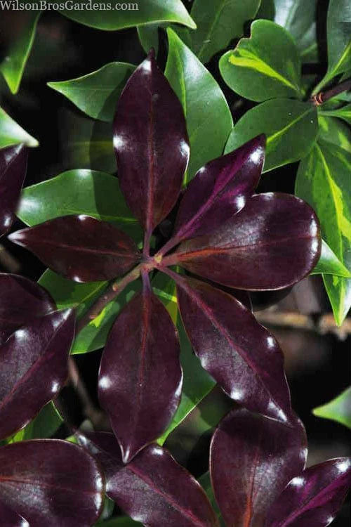 Purple Glaze Star Japanese Anise (Illicium anisatum 'Muraski No Sato') - 3 Gallon Pot