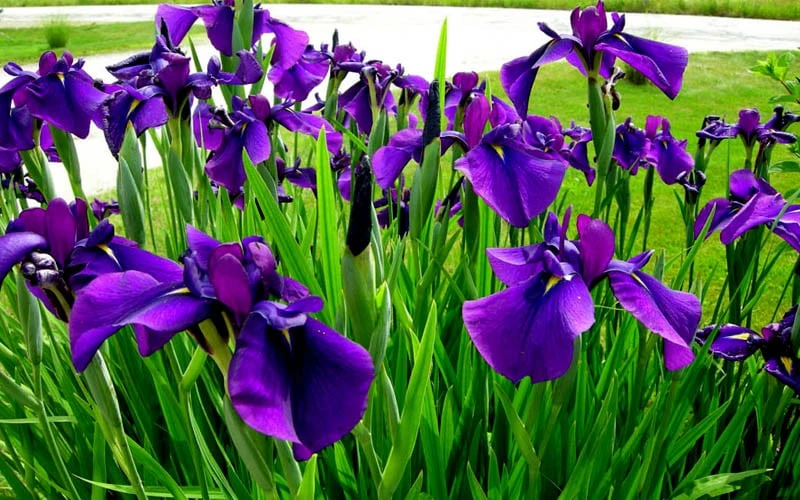 Temple Bells Japanese Iris (Iris ensata) - 1 Gallon Pot