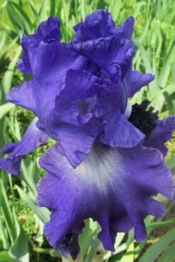 Speeding Again Reblooming Bearded Iris - 1 Gallon
