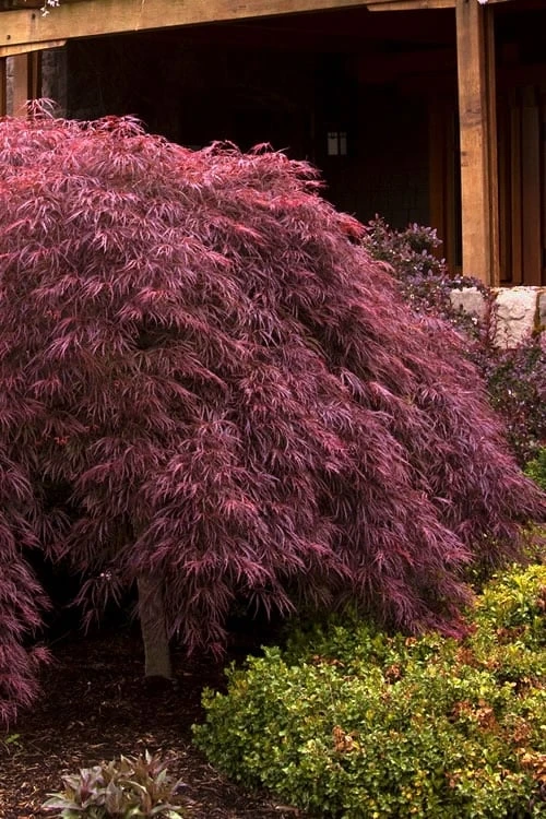Crimson Queen Dwarf Japanese Maple - 1 Gallon Pot