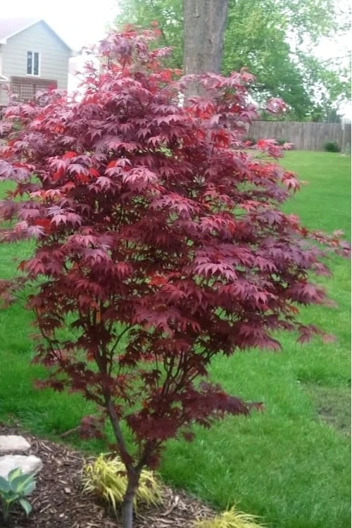 Fireglow Red Leaf Japanese Maple - 5 Gallon Pot (4.5-5.5')