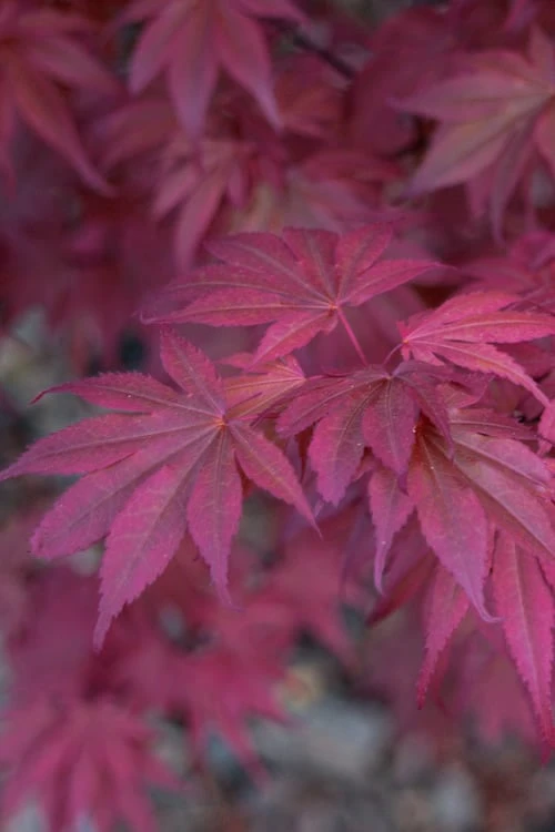 Skeeter's Broom Japanese Maple - 1 Gallon Pot