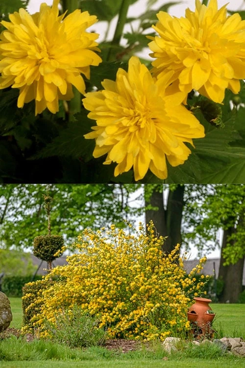 Japanese Marigold Bush - Kerria japonica 'Pleniflora' - 2.5 Quart Pot