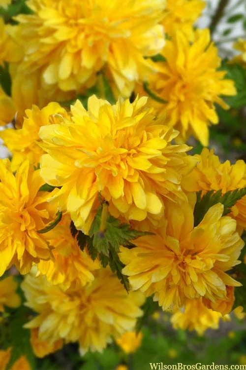 Japanese Marigold Bush - Kerria japonica 'Pleniflora' - 2.5 Quart Pot