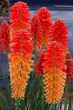 Poco Sunset Red Hot Poker (Kniphofia) - 1 Gallon Pot
