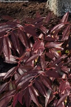 Rejoyce Coast Leucothoe (Leucothoe Axillaris) - 3 Gallon Pot