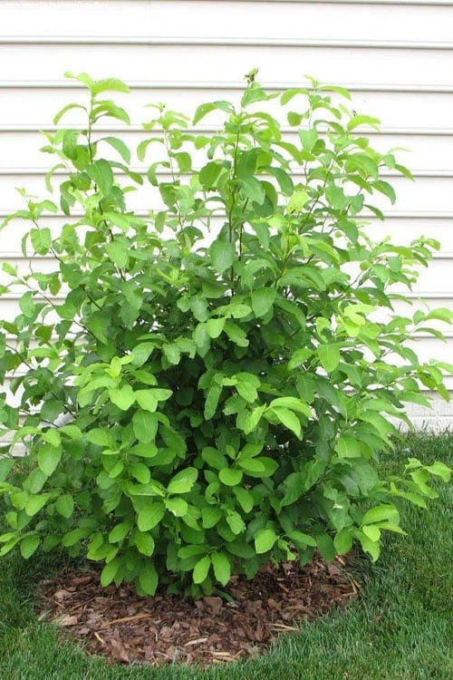 Spicebush (Lindera benzoin) - 3 Gallon Pot