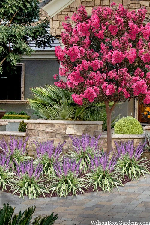 Variegated Liriope - Monkey Grass / Lilyturf - 10 Pack of Pint Pots