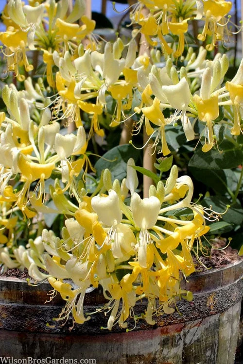 Scentsation Fragrant Yellow Honeysuckle - Lonicera periclymenum - 1 Gallon Pot