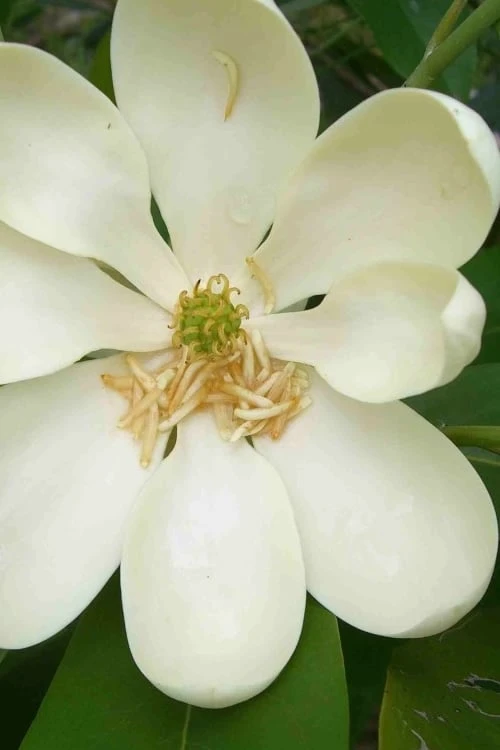 Moonglow Sweetbay Magnolia Tree (Magnolia virginiana 'Jim Wilson') - 1 Gallon Pot