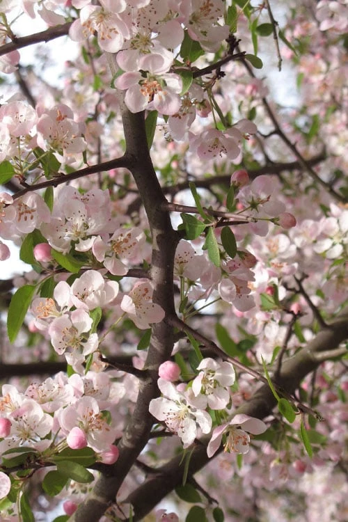 Southern Crabapple (Malus angustifolia) - 3 Gallon Pot
