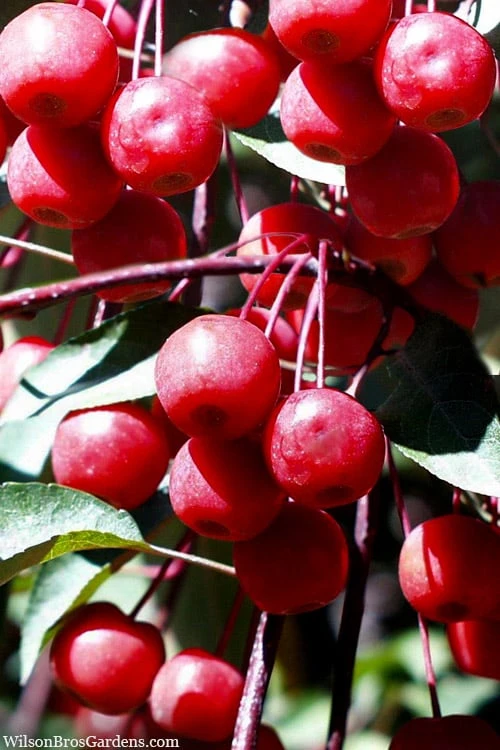 Southern Crabapple (Malus angustifolia) - 3 Gallon Pot