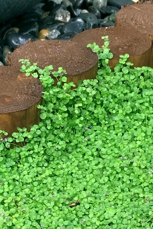 Corsican Mint (Mentha requienii) - 5 Pack of Pint Pots