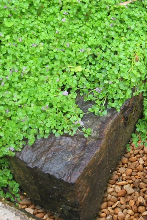 Corsican Mint (Mentha requienii) - 5 Pack of Pint Pots