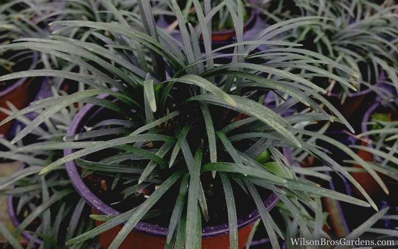 Kyoto Super Dwarf Mondo Grass - 3 Pack of Pint Pots