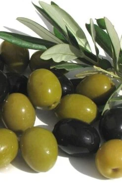 Arbequina Olive Tree - 7 Gallon Pot (3-4')