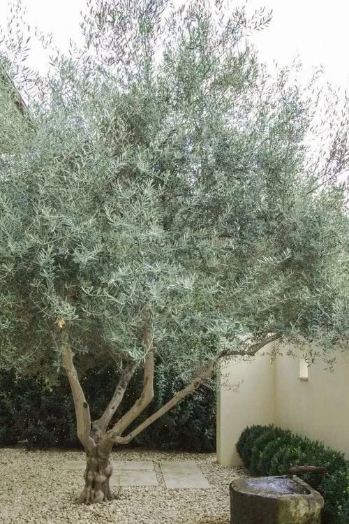 Arbequina Olive Tree - 7 Gallon Pot (3-4')