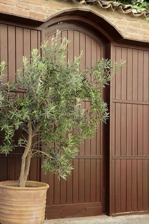 Arbequina Olive Tree - 7 Gallon Pot (4-5')