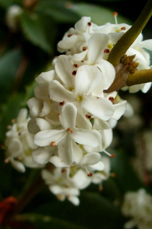 Fortune's Cold Hardy Tea Olive (Fragrant Osmanthus) - 1 Gallon Pot