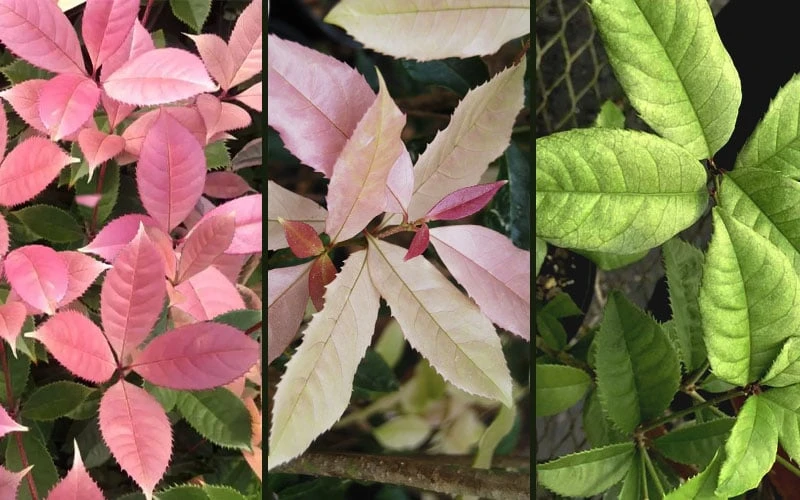 Noble Lady Tea Olive - 7 Gallon Pot (3-4')