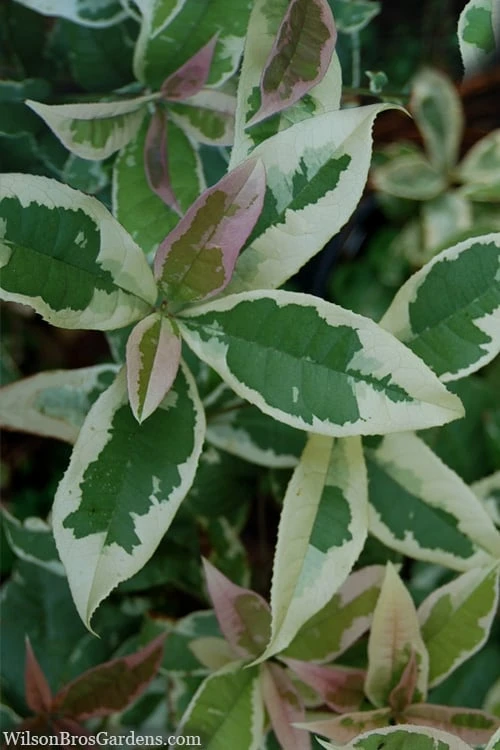 Pink Flush Variegated Tea Olive (Osmanthus fragrans 'Yinbi Shuanghui') - 2 Gallon Pot