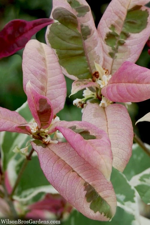 Pink Flush Variegated Tea Olive (Osmanthus fragrans 'Yinbi Shuanghui') - 2 Gallon Pot