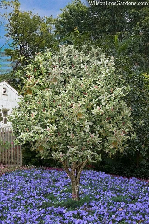 Pink Flush Variegated Tea Olive (Osmanthus fragrans 'Yinbi Shuanghui') - 2 Gallon Pot