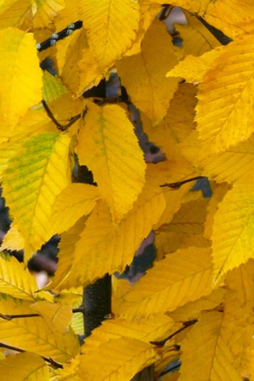 American Hop Hornbeam (Ostrya virginiana) - 3 Pack of 1.5 Quart Pots