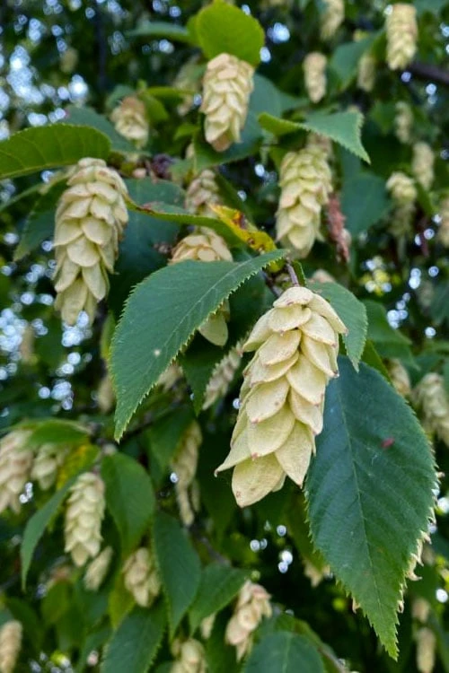 American Hop Hornbeam (Ostrya virginiana) - 3 Pack of 1.5 Quart Pots