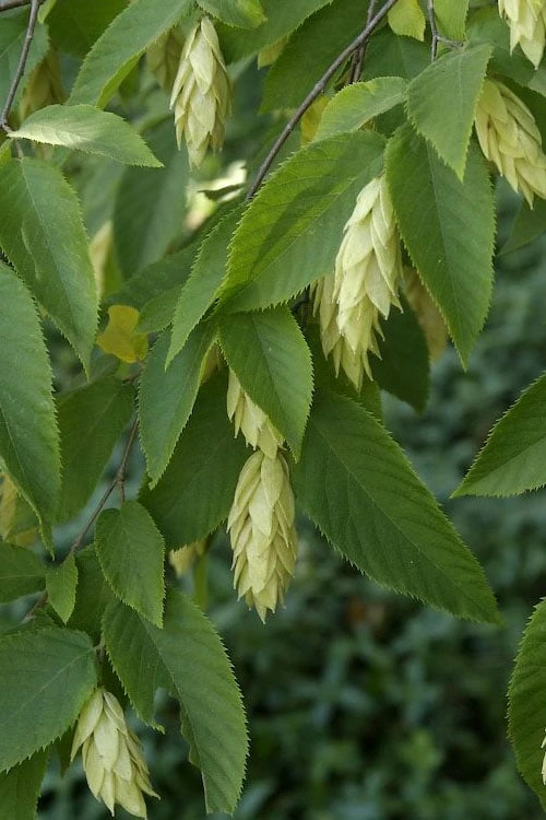 American Hop Hornbeam (Ostrya virginiana) - 3 Pack of 1.5 Quart Pots
