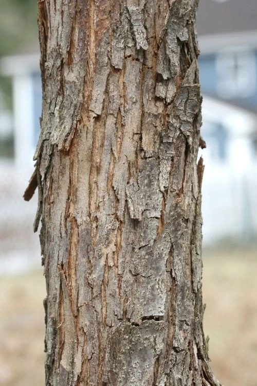 American Hop Hornbeam (Ostrya virginiana) - 3 Pack of 1.5 Quart Pots