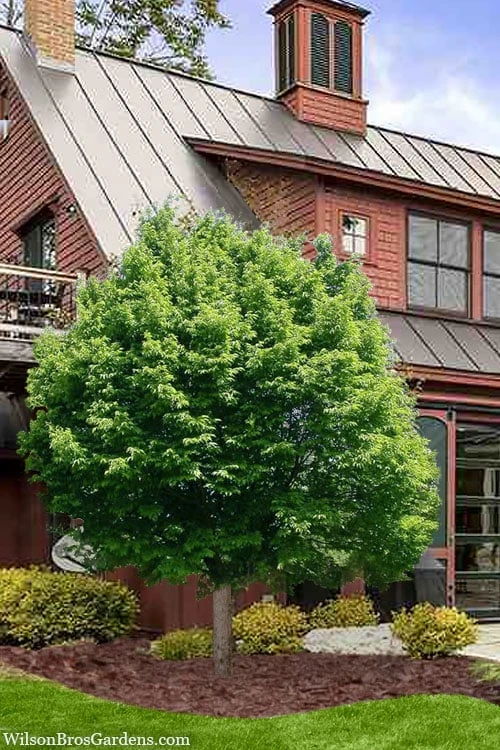 American Hop Hornbeam (Ostrya virginiana) - 3 Pack of 1.5 Quart Pots