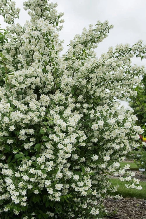 Blizzard Mock Orange (Philadelphus) - 1 Gallon Pot