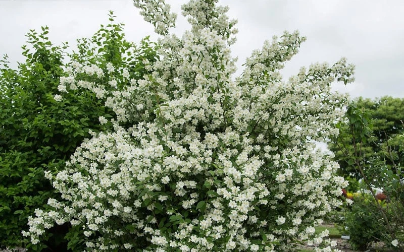 Blizzard Mock Orange (Philadelphus) - 1 Gallon Pot