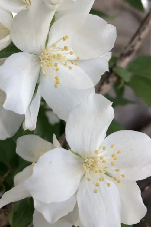 Blizzard Mock Orange (Philadelphus) - 1 Gallon Pot