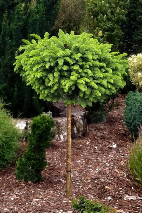 Little Gem Dwarf Norway Spruce Tree (Single Trunk) - 2 Gallon Pot