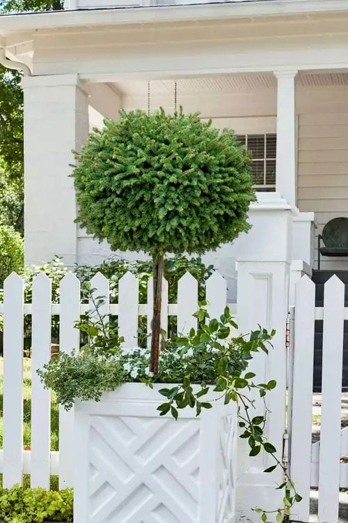 Little Gem Dwarf Norway Spruce Tree (Single Trunk) - 2 Gallon Pot