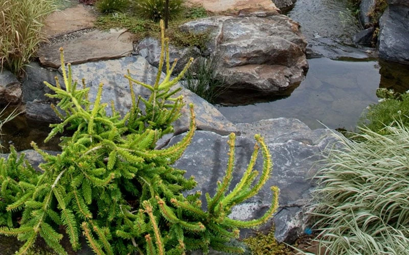 Well's Emerald Creeper Norway Spruce - 3 Gallon Pot