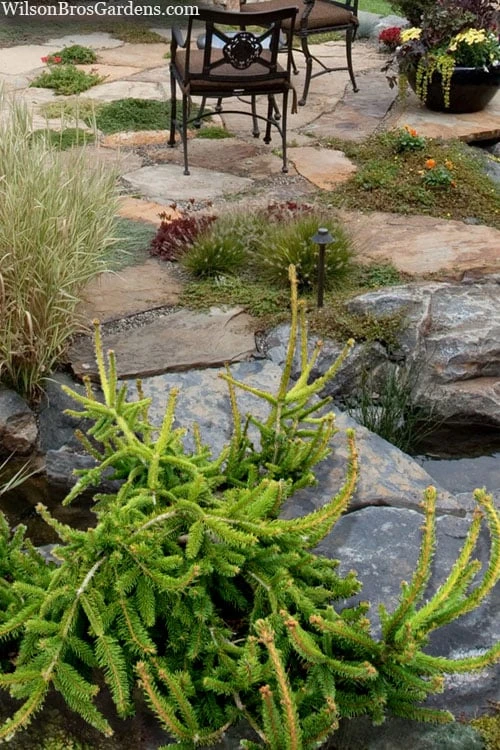 Well's Emerald Creeper Norway Spruce - 3 Gallon Pot