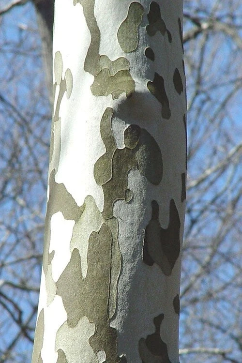 American Sycamore Tree - 3 Pack of 1.5 Quart Pots