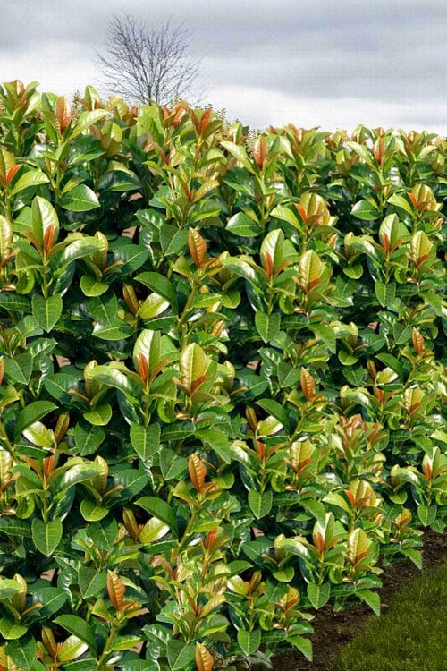 Volcano English Cherry Laurel (Prunus laurocersasus) - 1 Gallon Pot