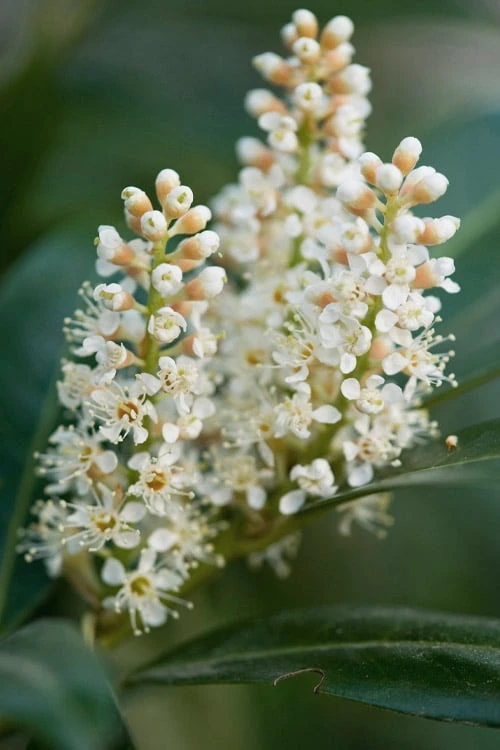 Volcano English Cherry Laurel (Prunus laurocersasus) - 1 Gallon Pot