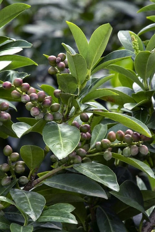 Volcano English Cherry Laurel (Prunus laurocersasus) - 1 Gallon Pot