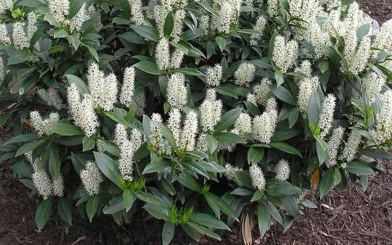 Zabel Laurel (Prunus laurocersasus 'Zabeliana') - 6 Pack of 1 Gallon Pots