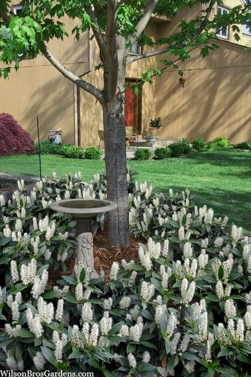 Zabel Laurel (Prunus laurocersasus 'Zabeliana') - 6 Pack of 1 Gallon Pots