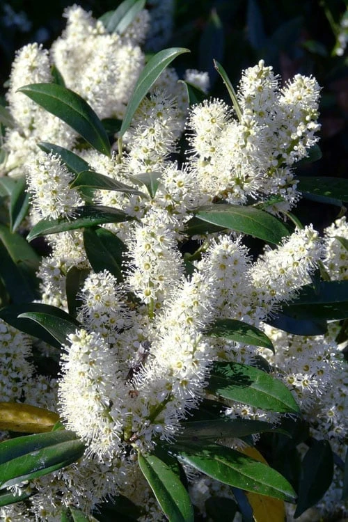 Zabel Laurel (Prunus laurocersasus 'Zabeliana') - 6 Pack of 1 Gallon Pots